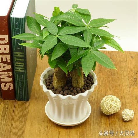 前陽台 招財植物|陽台植物招財妙招！4種植物讓你財源滾滾來 